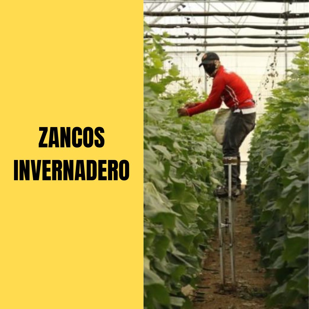 ZANCOS INVERNADERO